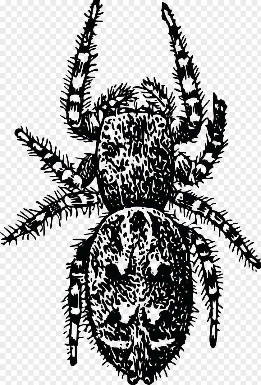 Spider European Garden Arthropod Beetle Clip Art PNG