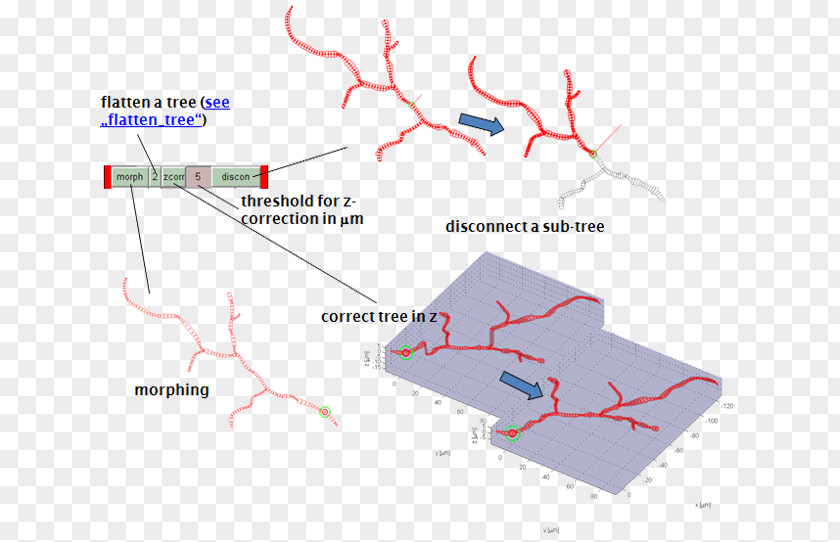 Tree Angle Point PNG