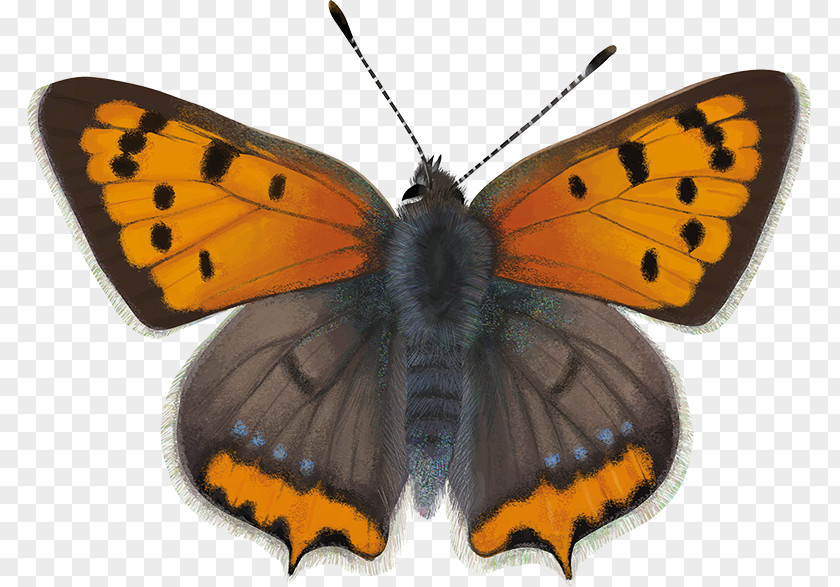 Achillea Millefolium Gossamer-winged Butterflies Monarch Butterfly Small Copper Large PNG