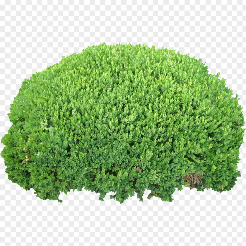 Bush Image Shrub Clip Art PNG