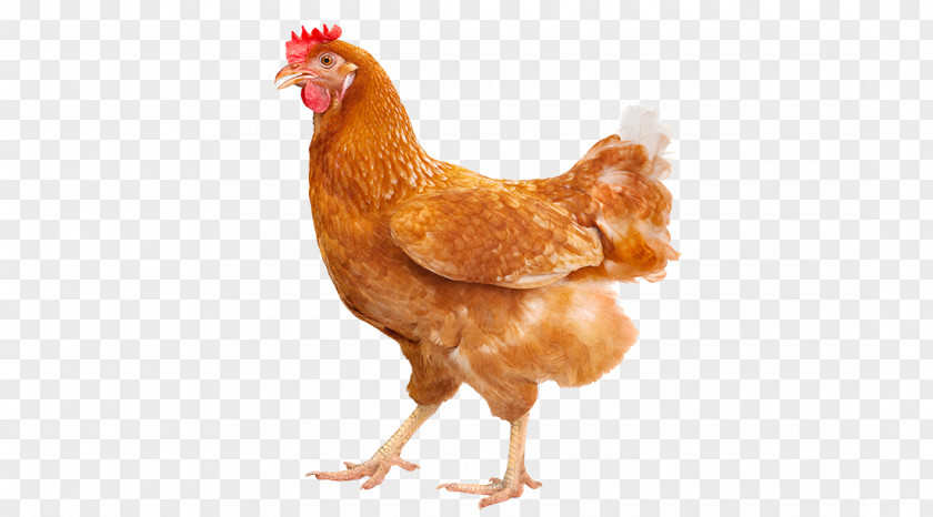 Chiken Egg Rhode Island Red ISA Brown Leghorn Chicken Free-range Eggs PNG