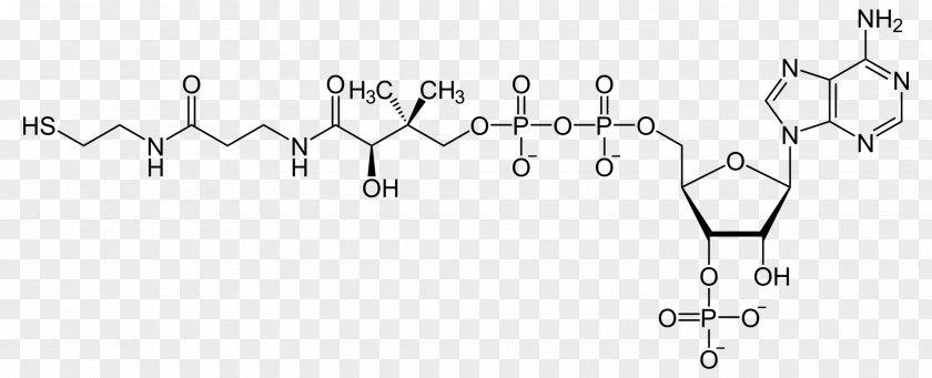 Coenzyme A Acetyl-CoA Cofactor Adenosine Triphosphate PNG