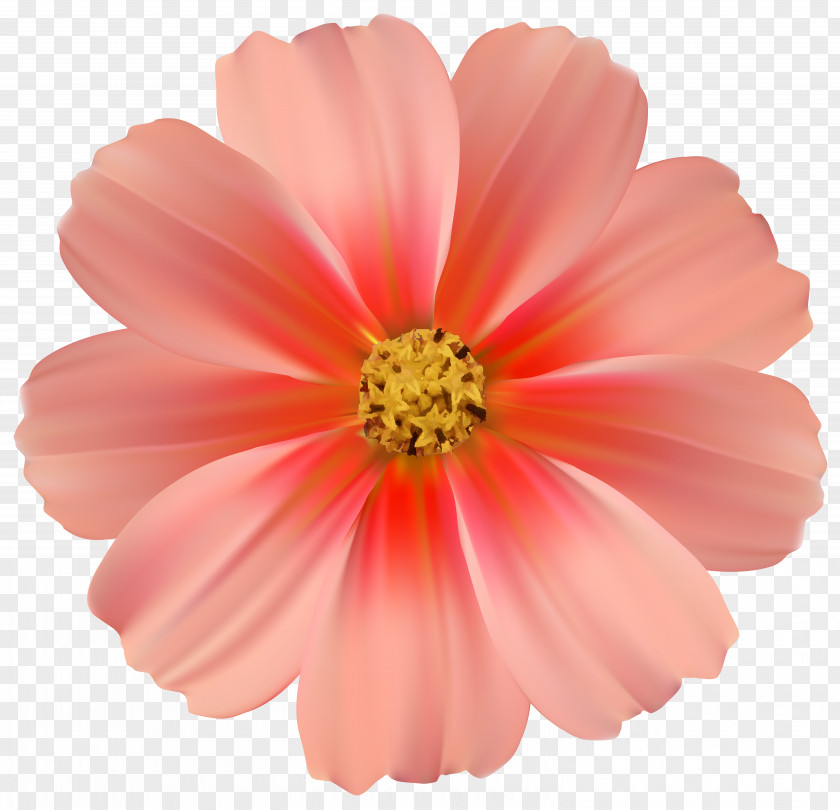Fun Daisy Cliparts Pink Flowers Rose Clip Art PNG