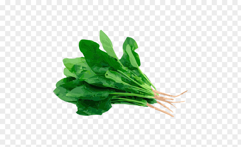 Hierba Ecommerce Spinach Chard Herb Dock Food PNG