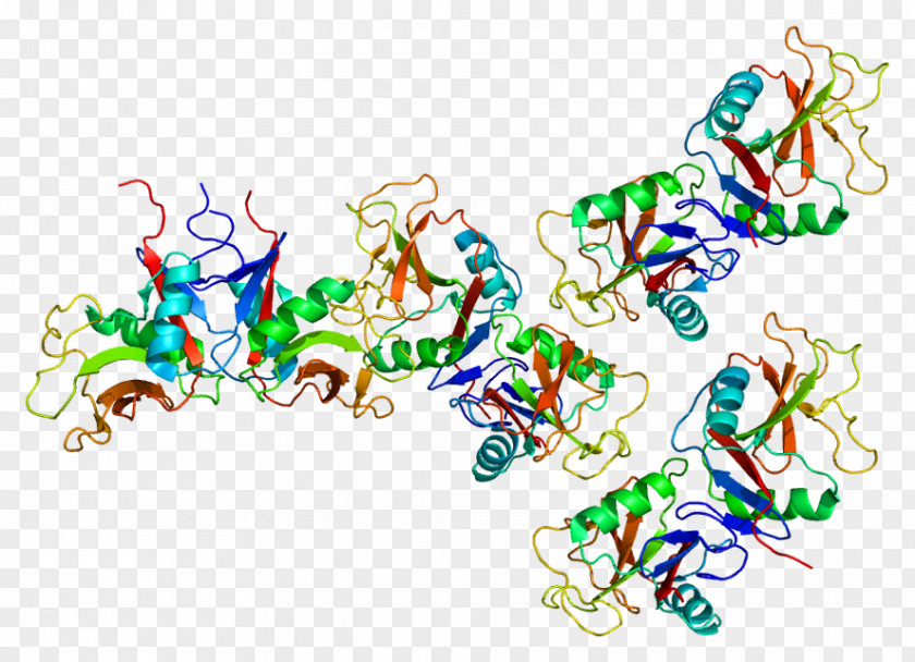 OLR1 Low-density Lipoprotein LDL Receptor Lectin PNG