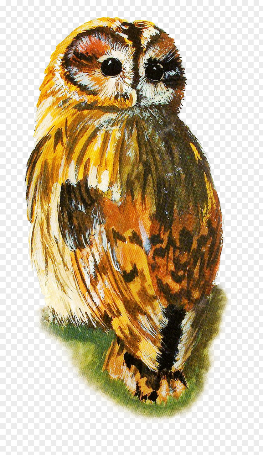 Owl Bird PNG