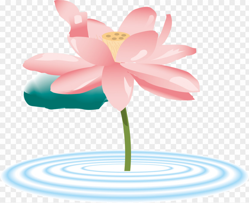 Associate Vector Clip Art Graphics Sacred Lotus Illustration PNG