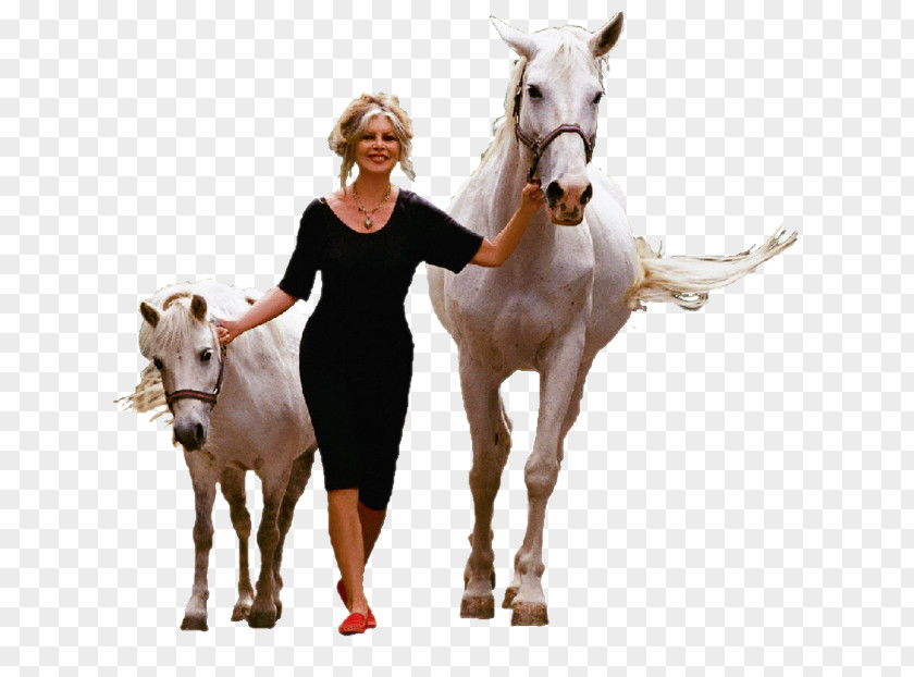 Brigitte Bardot Mustang Pony Stallion PNG