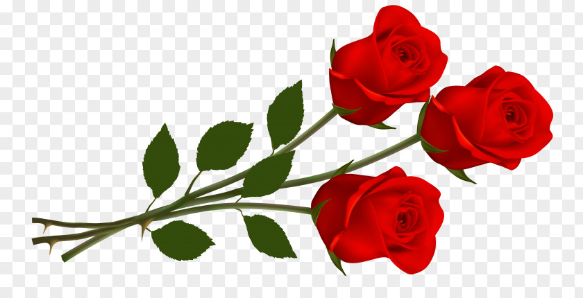 Rose Clip Art PNG