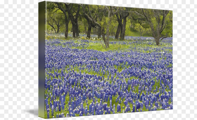 Bluebonnet Flower Gallery Wrap English Lavender Meadow Texas PNG