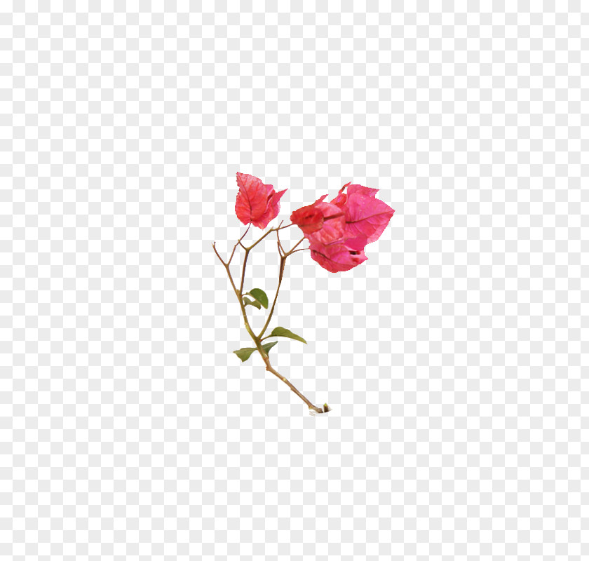 Fiori Bougainvillea Spectabilis Flower Glabra Petal Bud PNG