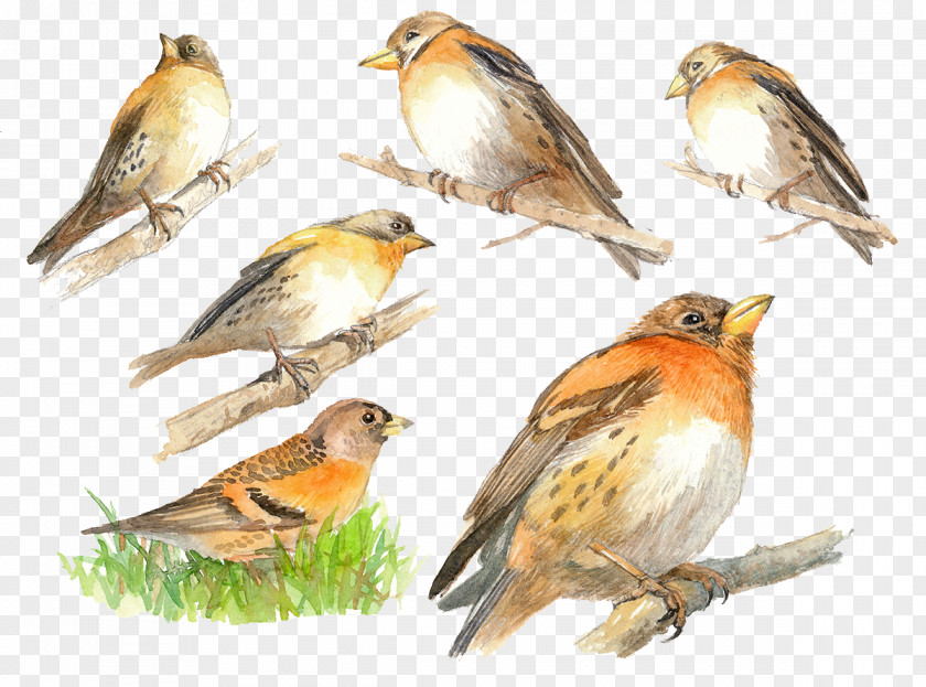 Hand-painted Each Angle Sparrow Vector Brambling House Finch Bird PNG