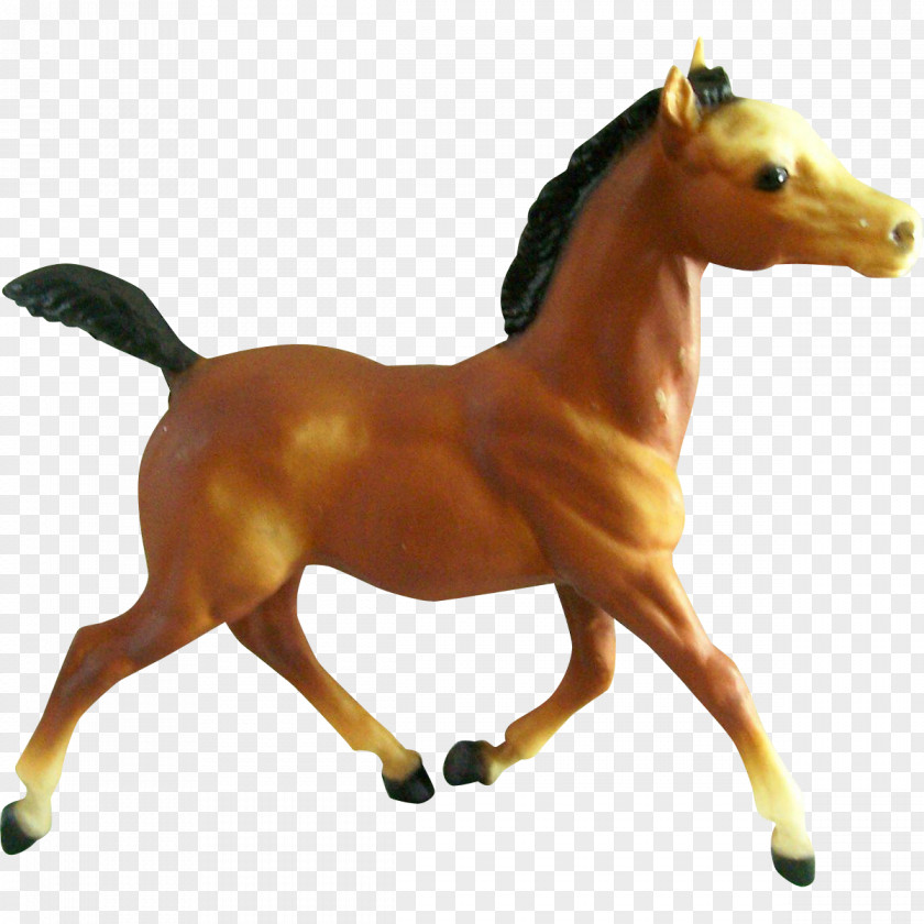 Mustang Foal Arabian Horse Pony Mare PNG
