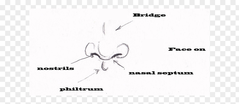 Nose Drawing Logo Invertebrate Brand Paper PNG