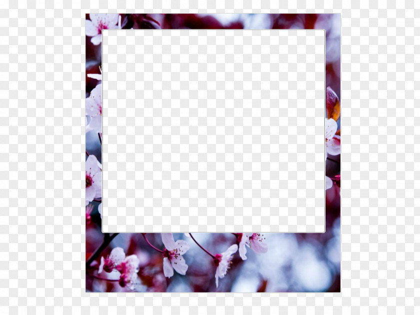 Picture Frames Photography 0 Flower 1 PNG
