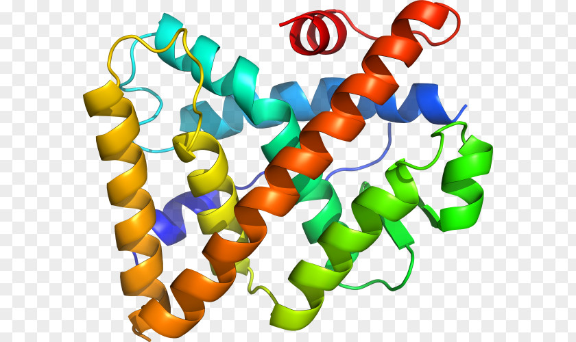 Corticotropinreleasing Hormone Receptor 1 Steroid Clip Art PNG