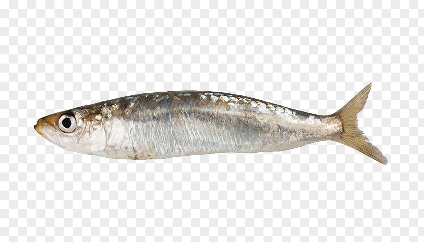 Fish Sardine Stock Photography Anchovy PNG