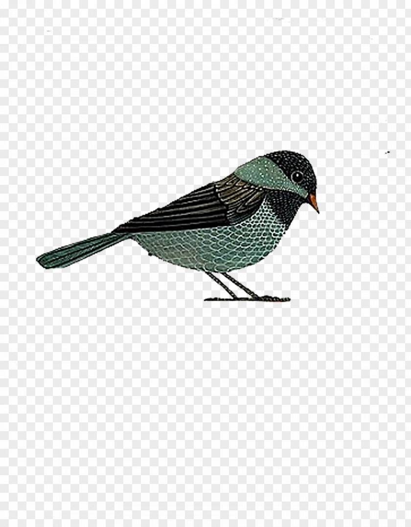Hand Drawn Sparrow Jack Finch Eurasian Tree PNG