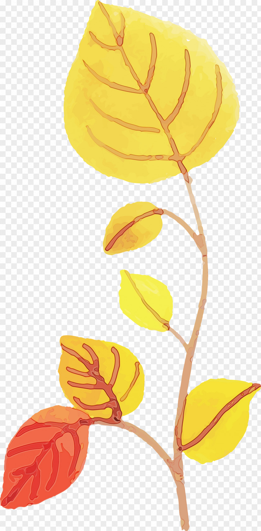 Leaf Yellow Line Science Biology PNG