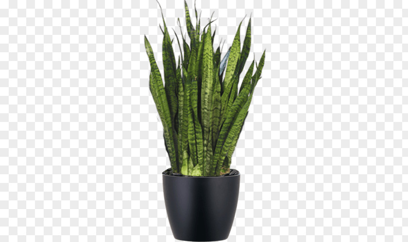 Motherinlaw Tongue Png Sansevieria Viper's Bowstring Hemp Cylindrica Dwarf Umbrella Tree Houseplant Zeylanica PNG