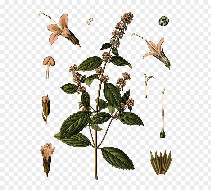 Oil Peppermint Water Mint Mentha Spicata Mints Medicinal Plants PNG