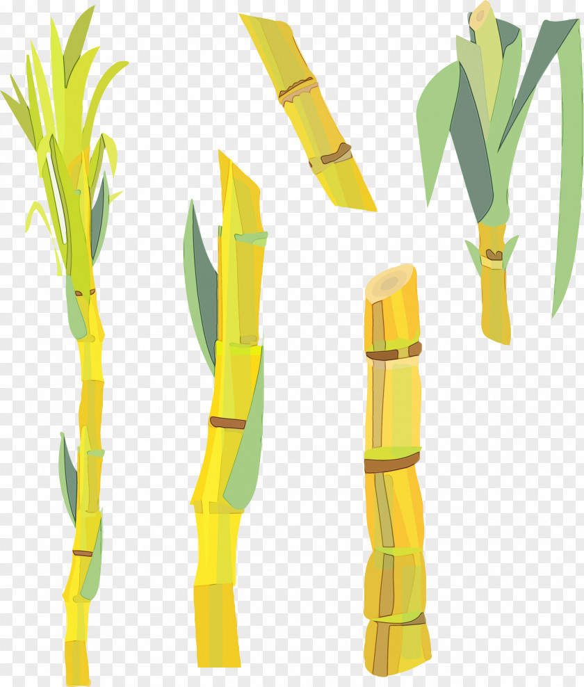 Plant Stem Yellow Text Plants Science PNG