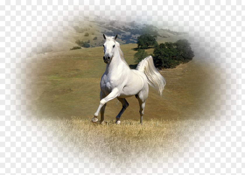 Rare Animals Arabian Horse Stallion Andalusian Gypsy White PNG