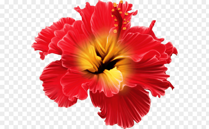 Tropical Flower Tropics Floral Design Clip Art PNG