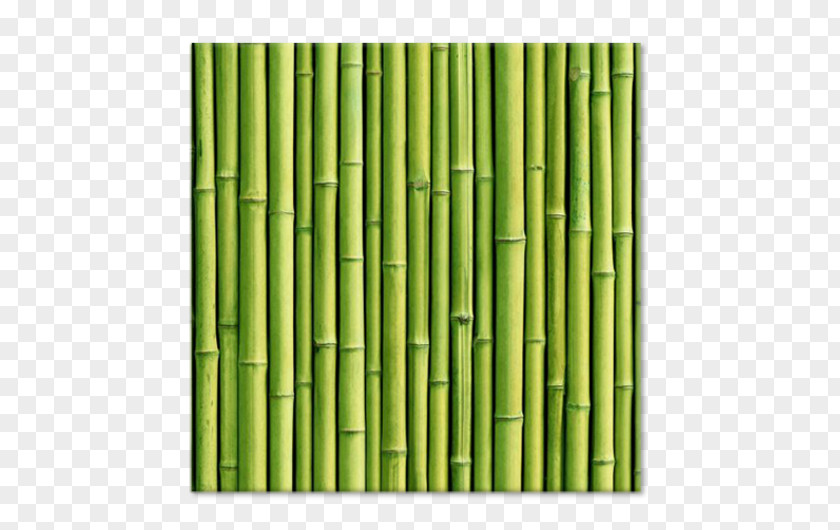 Tropical Woody Bamboos Paper Bamboo Forest Lucky Wallpaper PNG