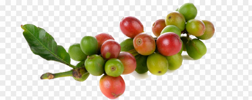 Coffee Berry Kona Cafe Arabica PNG