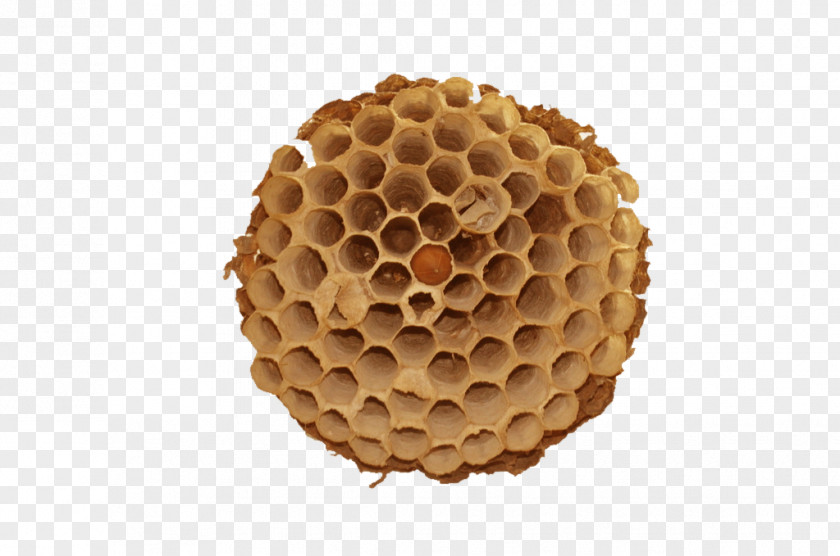 Hornet's Nest Material Honeycomb Honey Bee Beehive PNG