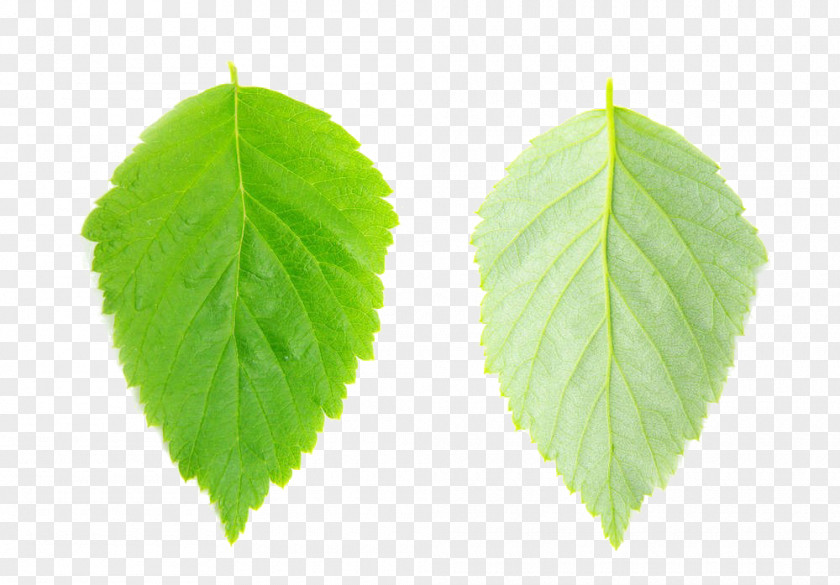 Leaves Leaf Vecteur PNG