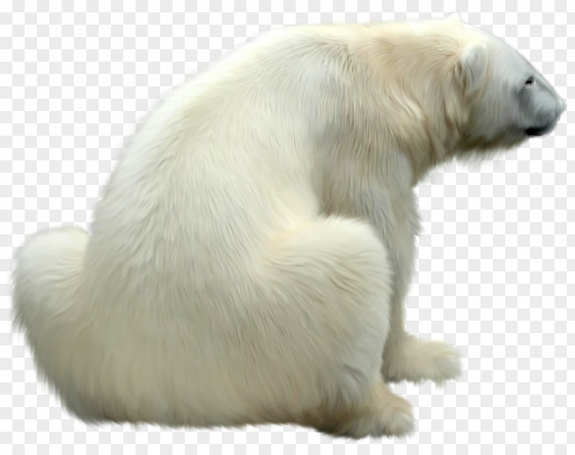 Polar Bear Great Pyrenees Regions Of Earth PNG