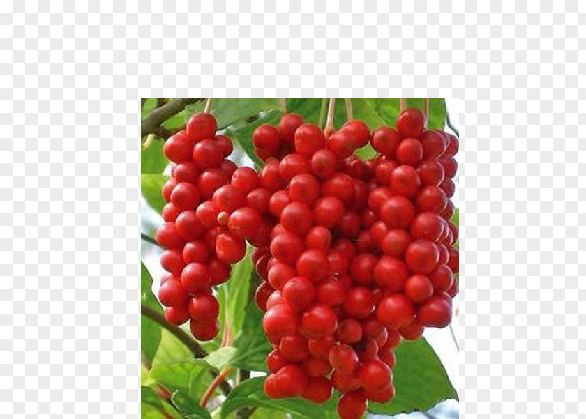 Schisandra Five-flavor Berry Fruit Herb Medicinal Plants PNG