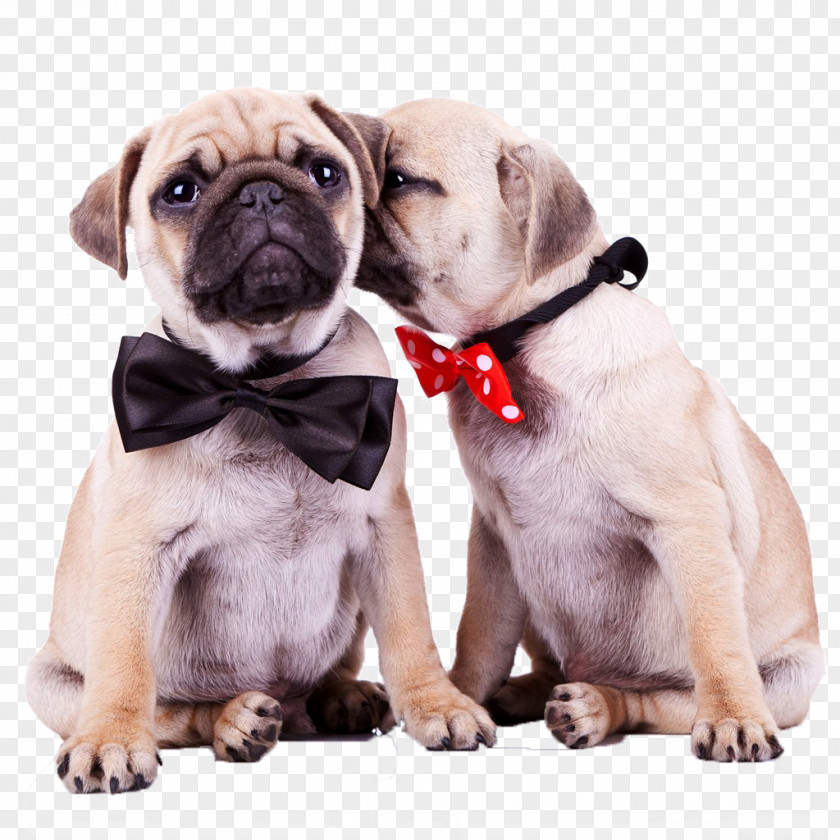 Two Movements Intimacy Puppy Pug Old English Bulldog Shih Tzu Havanese Dog PNG