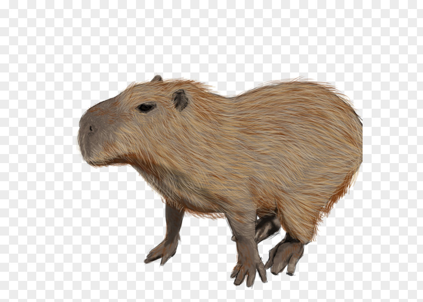 Zoo Background Capybara Rodent Guinea Pig Beaver Animal PNG