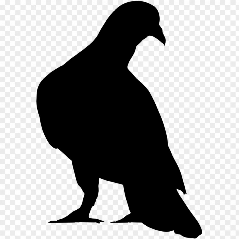 Blackandwhite Wildlife Bird Silhouette PNG