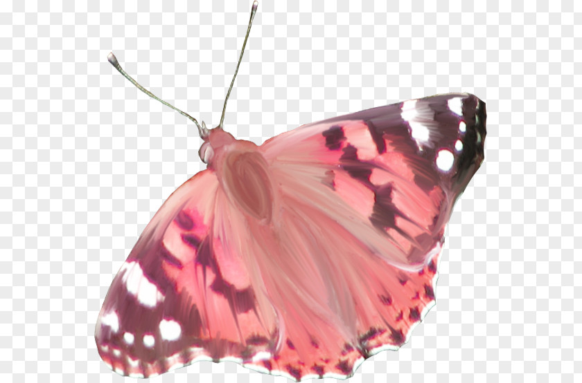 Colorful Butterfly Monarch Light PNG