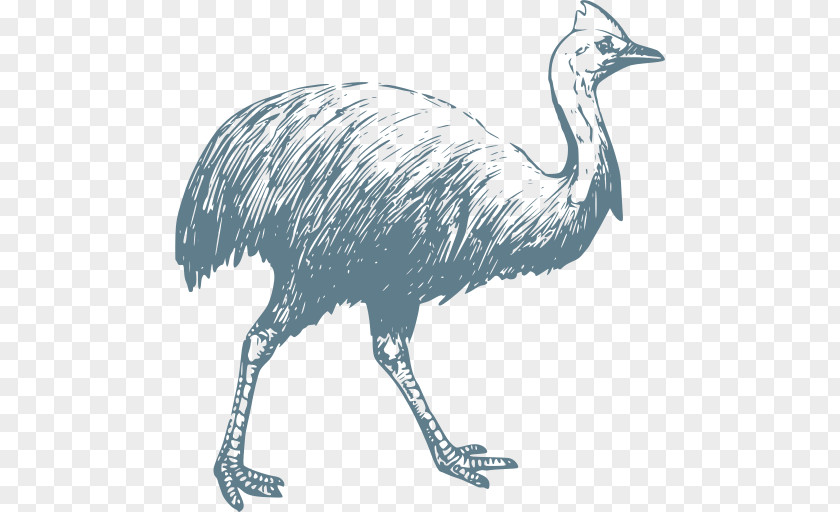 Cranelike Bird Wildlife Cartoon PNG