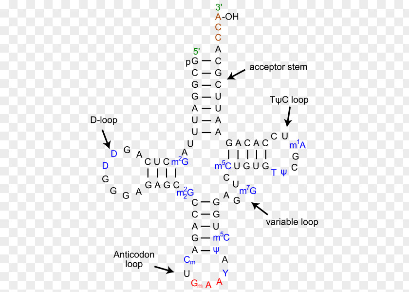 Dna Structure Transfer RNA Leucine—tRNA Ligase DNA Codon Messenger PNG
