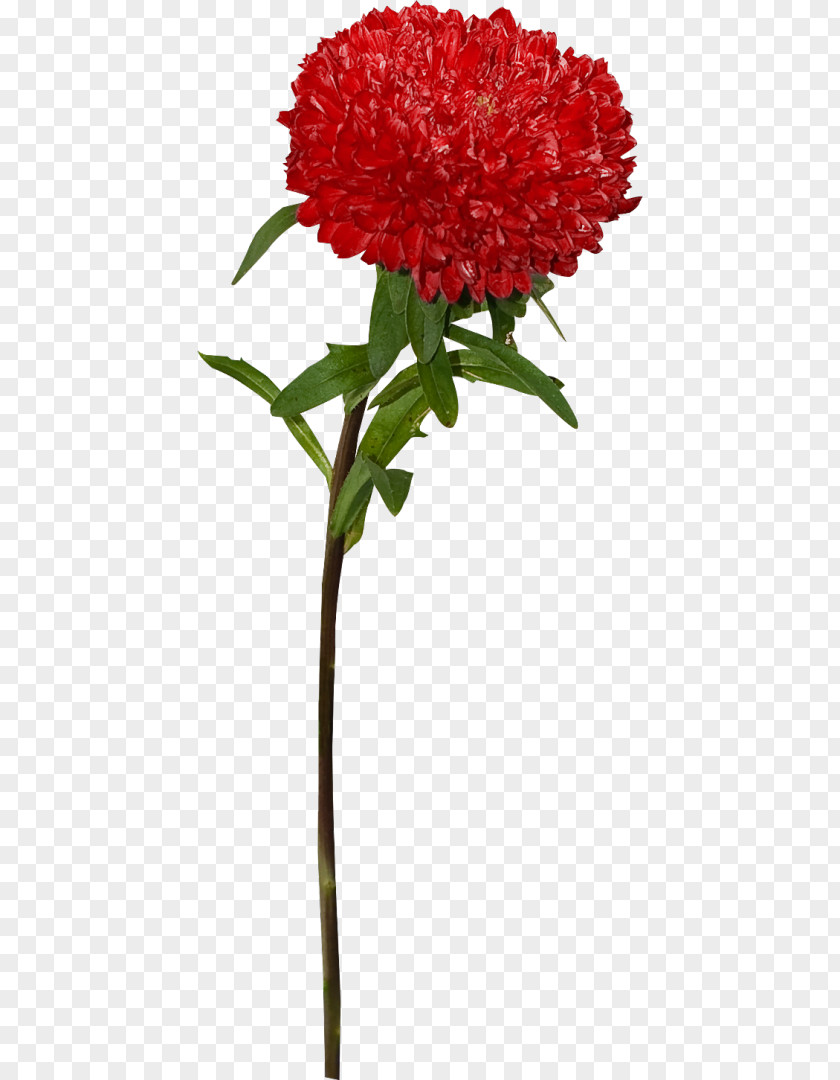 Flower Carnation Petal Clip Art PNG