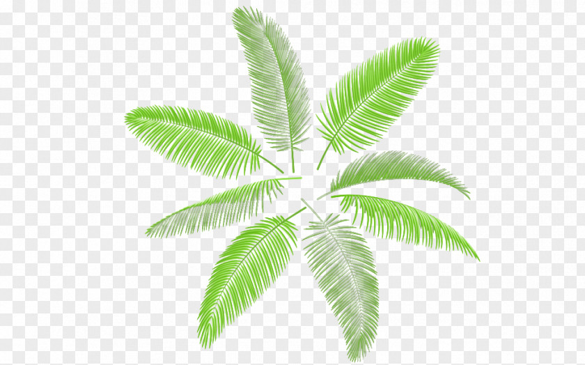 Green Coconut Leaf Arecaceae Palm Branch Illustration PNG