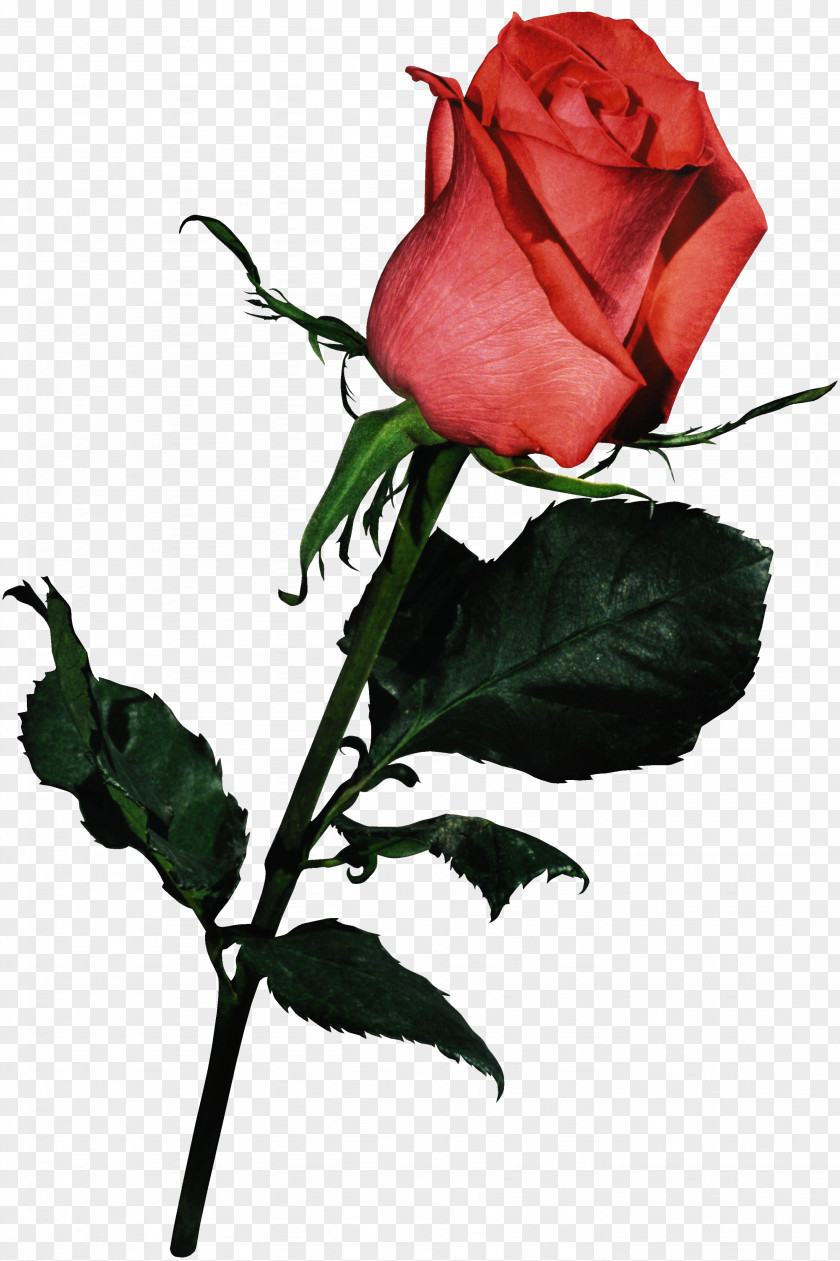 White Rose Garden Roses Pink Flower Bouquet Clip Art PNG