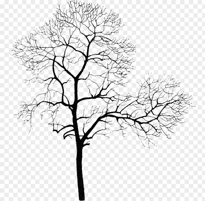 Withered Tree Park Computer File PNG