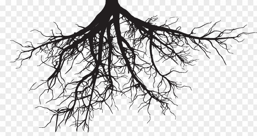 Aquarius Root Tree Clip Art PNG