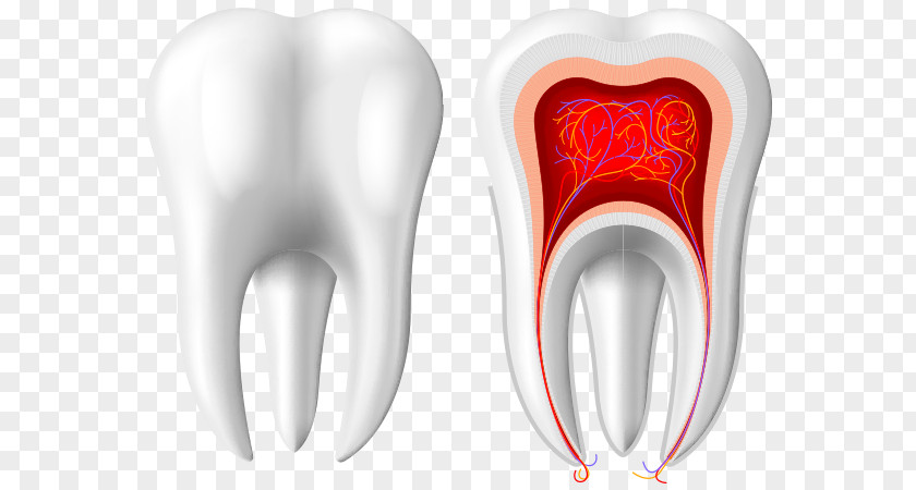 Crown Tooth PNG