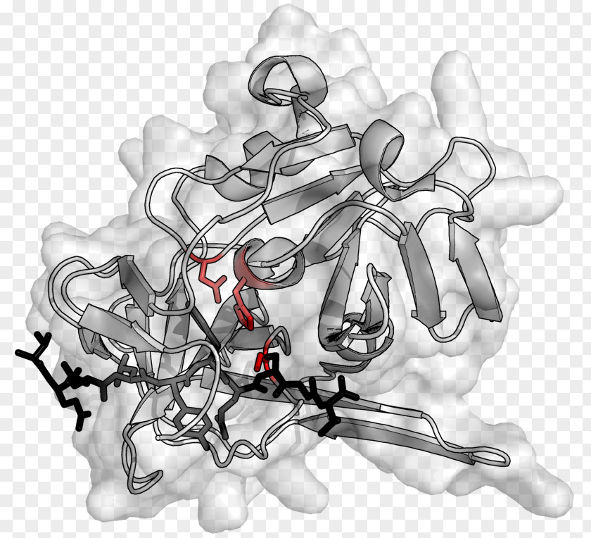 Enzyme Protease Pancreas Amylase Elastase PNG
