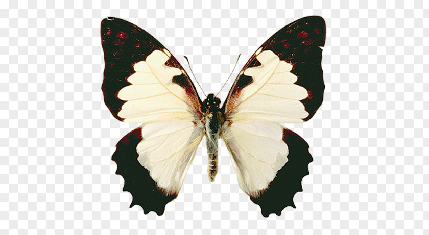 Butterfly Gossamer-winged Butterflies Moth Pieridae Clip Art PNG