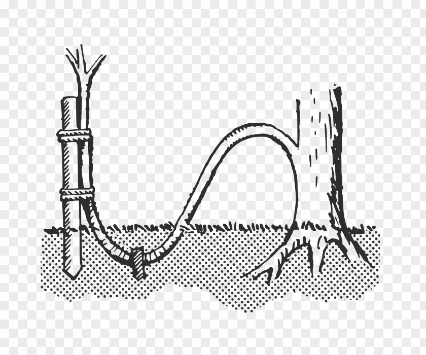 Plants Layering Plant Propagation Grafting Stem PNG