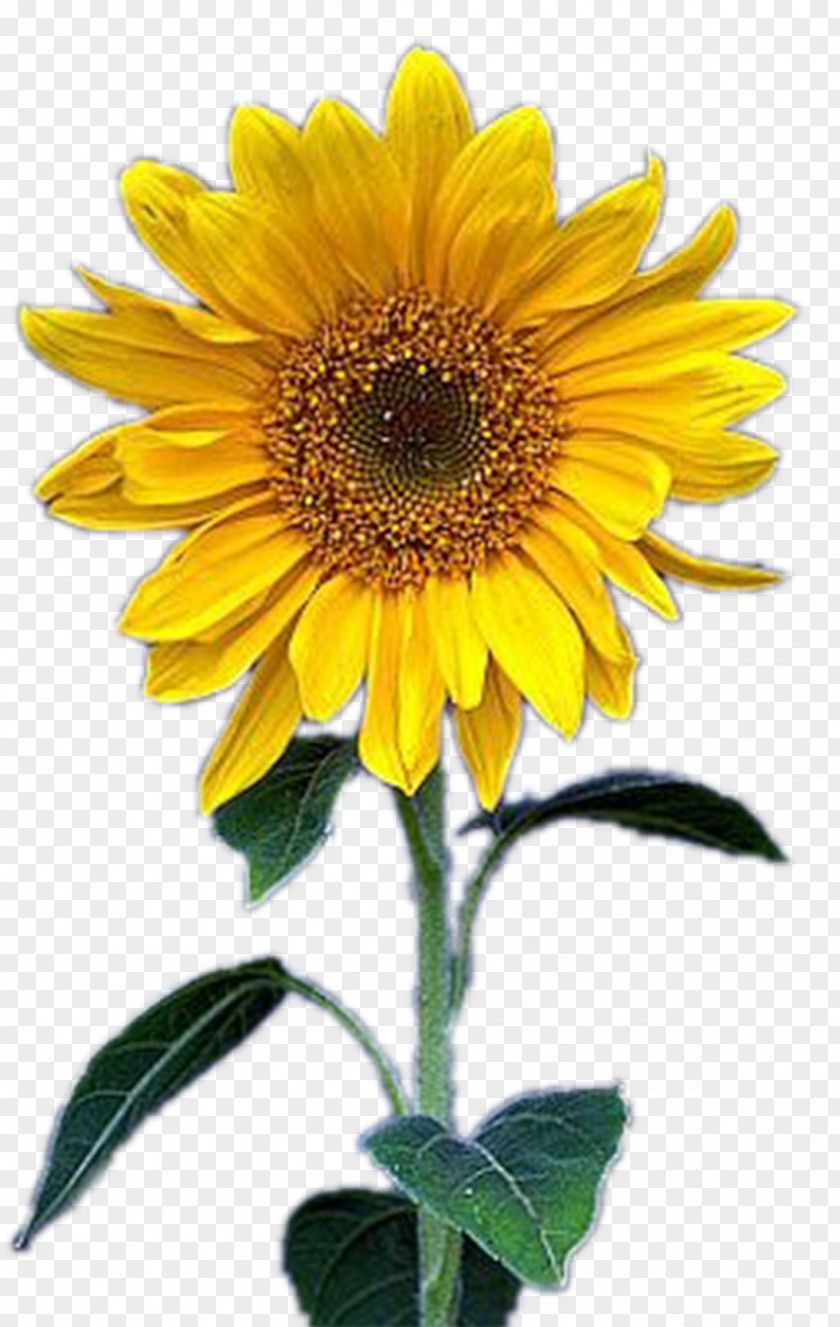 Sunflower Common Yellow PNG